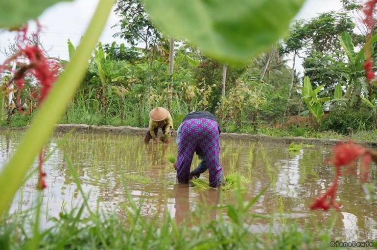 Suasana Tanam Padi di Disawa Pawon (Dok.Pri)