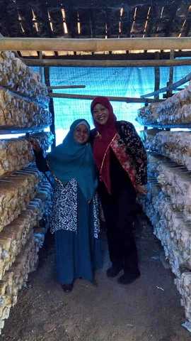 Di Kumbung Jamur Tiram