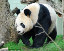 Tian Tian di Kebun Binatang Eidenburg. Photo: Xinhua News Agency