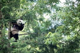 Efektivitas panggilan cinta panda tergandung pada kondisi vegetasi lingkungannya. Sumber:Drew Angerer ; The New York Times 