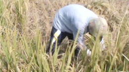 Petani tolak impor beras/dok penulis