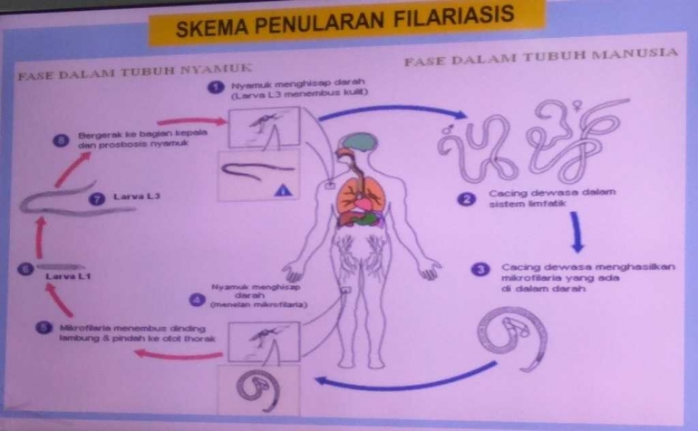 Skema penularan filariasis (sumber:kemenkesRI)