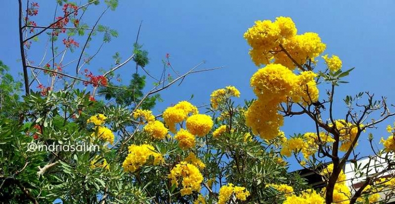 Bunga untuk Haringga | Foto: Indria Salim
