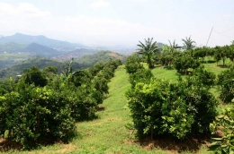 Kebun jeruk manis sadu (Jema's) seluas 5 hektare. (Foto: Imam Wiguna)