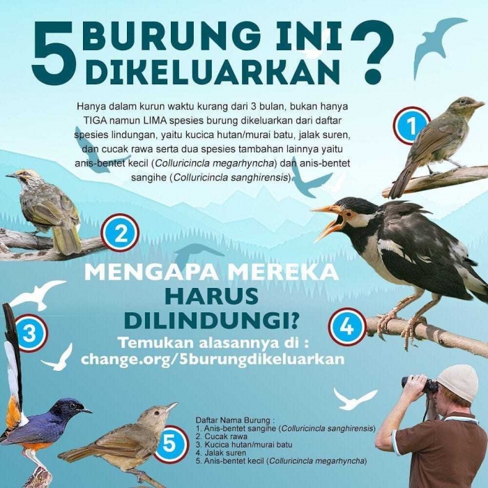 Lima burung yang dikeluarkan dari daftar dilindungi. Grafis dok. Profauna