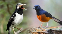 5 Jenis burung terancam punah (sumber gambar: http://medan.tribunnews.com)