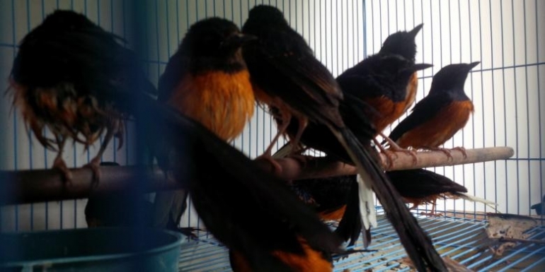 ILUSTRASI: Burung-burung yang diamankan setelah dipindahkan ke dalam sangkar saat beradai di kantor BKSDA Kalbar (22/4/2016) (KOMPAS.com/YOHANES KURNIA IRAWAN)