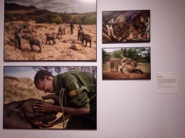 Karya Ami Vitale yang memperlihatkan bagaimana kepedulian komunitas Ancestral dan penduduk lokal dalam upaya menolong gajah liar dari pemburuan dan kepunahan.| Dokumentasi pribadi