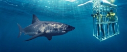 Wisata menyelam bersama ikan hiu di Afrika Selatan. Photo: South African Tourism