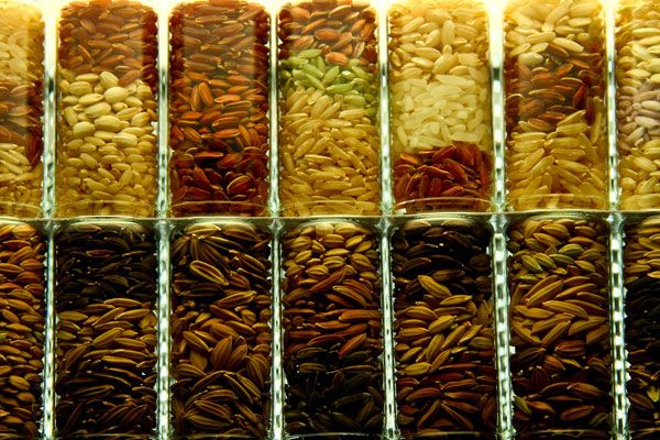 Sudah lebih dari 127.000 jenis padi yang disimpan di Bank Benih Padi IRRI. Sumber: IRRI