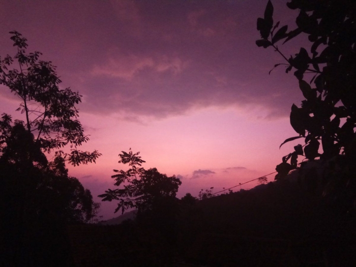 Sunset di Perkebunan Kopi di Desa Cinta