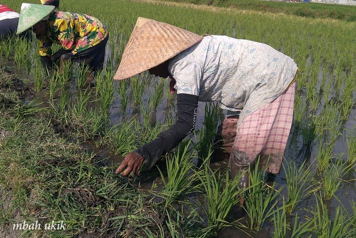 Dengan telaten dan sabar mencabut rumput jawan lalu menaruhnya di pematang sawah.dokpri