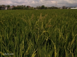 Ketika padi mulai menunduk berisi, rumput jawan berdiri tegak. Mudah dibedakan dengan padi yang berguna.dokpri
