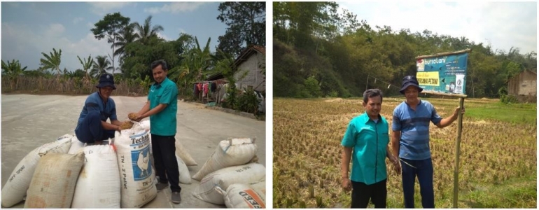 Dokumentasi hasil panen padi dengan menggunakan teknologi nutrisi esensial di lahan milik Bpk. Dadun