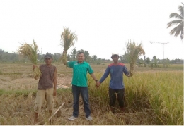 Dokumentasi hasil panen padi dengan menggunakan teknologi nutrisi esensial di lahan milik Bpk. Engkud