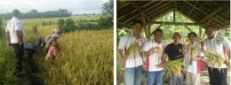 Dokumentasi hasil panen padi dengan menggunakan teknologi nutrisi esensial di lahan milik Bpk. H. Suatma