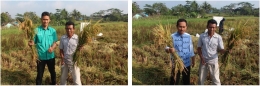  Dokumentasi panen padi dengan penerapan teknologi nutrisi esensial di lahan milik Bpk. Iib