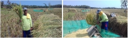 Dokumentasi panen padi dengan penerapan teknologi nutrisi esensial di lahan milik Bpk. Sartani