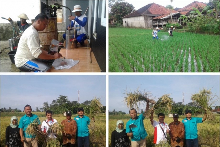 Proses pemupukan dan hasil panen demplot padi pada lahan milik Bpk. Samsidin