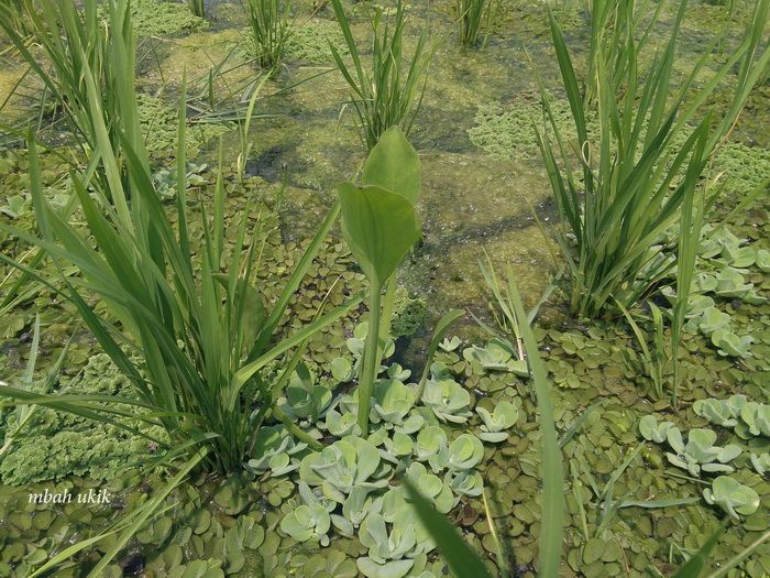 Memanfaatkan Sayuran di Sawah yang Sering Dianggap Gulma Memanfaatkan Sayuran di Sawah yang Sering Dianggap Gulma