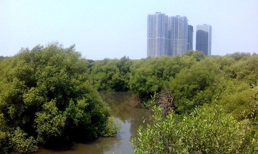 Sebagian areal hutan mangrove di pesisir Jakarta Utara (dokpri).