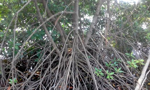 Banyak hal dapat dipelajari dari ekosistem hutan bakau yang sangat khas (Dokpri.)