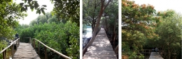 Sebagian jalur penjelajahan hutan mangrove (Dokpri)