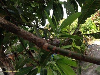 Gambar Akar Benalu Gambar Akar Benalu