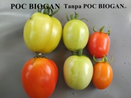 Tomat Organik bisa lebih besar dan banyak hasilnya