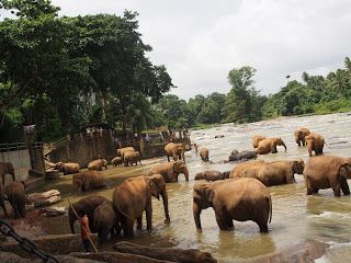 Gajah Srilanka Di Sungai Ma Oya Pinnawala, Kagalle