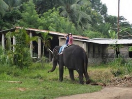 Yakin Saya, Gajah Ini Adalah Dosen Pengajar Yang Ngobyek Ngojek Di Srilanka