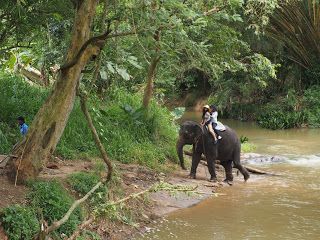 Warna Kulitnya Hitam Dan Lebih Tinggi Pasti Ini Expatriate Gajah Dari Sumatra