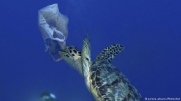 Penyu laut makan plastik (Sumber: dw.com)