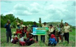 Gambar 4 - Hasil panen penggunaan teknologi nutrisi esensial pada tanaman bawang merah di Kabupaten Tapin, Kalimantan Selatan koleksi pribadi