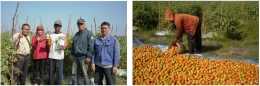 Gambar 6 - Hasil demplot penggunaan teknologi nutrisi esensial pada tanaman tomat di Banjarbaru, Kalimantan Selatan koleksi pribadi