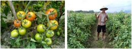 Gambar 7 - Hasil demplot penggunaan teknologi nutrisi esensial pada tanaman tomat di Kabupaten Buru, Maluku koleksi pribadi