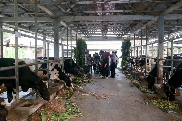 Peternakan sapi yang dikelola Koperasi SAMESTA di Kaki Merapi/Foto Danone