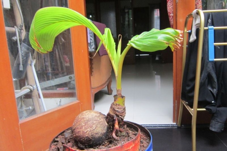 bonsai kelapa kesayangan/dok pribadi