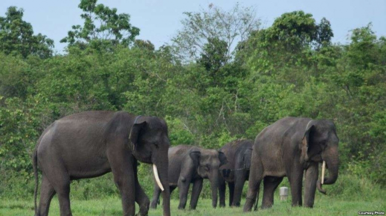 Ilustrasi kawanan gajah. Sumber. Voa-news