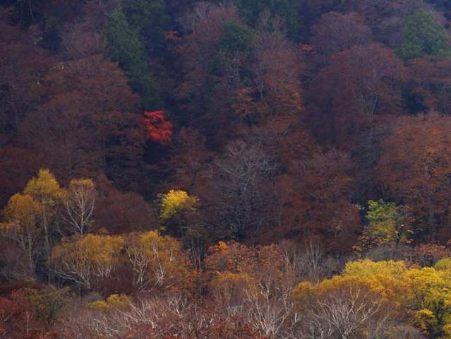 Daun pohon di kaki bukit yang berwarna-warni (Dokpri | Sony DSC-HX5V)