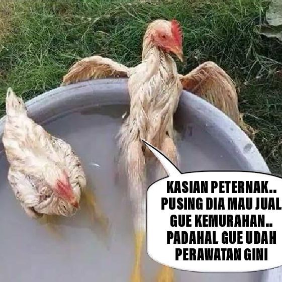 Ayam perawatan (meme pribadi) 