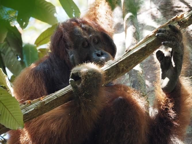 Orangutan Jantan tua sedang memakan serangga di alam liar (hutan). Foto dok. Brodie Philp, Yayasan Palung (GPOCP)