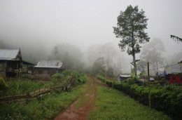 Kampung Babangeng sebagai dusun penghasil Ganyong di Kabupaten Bantaeng (Dokumentasi Pribadi)