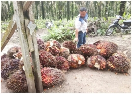 Gambar 2 - Panen demplot penggunaan teknologi nutrisi esensial pada sawit di Kabupaten Indragiri Hulu, Riau (dokumen pribadi)
