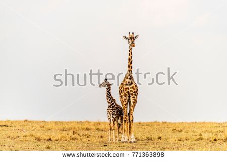 shutterstock