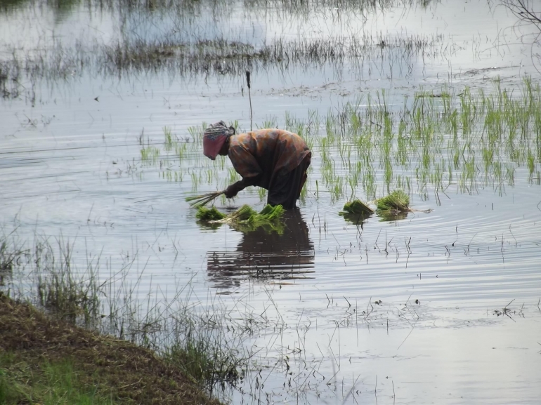 Penanaman padi di sawah rawa di seluma Bengkulu. Dokumen Pribadi
