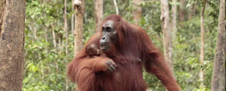 Orangutan (orangutan.org)