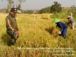 Babinsa Bendungan Jati Sertu Sutrisno Dampingi Poktan Panen Padi (dokpri)