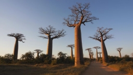 Pohon Baobab yang mampu hidup ribuan tahun (Dmitry_Saparov/Thinkstock)