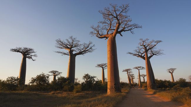 Pohon Baobab yang mampu hidup ribuan tahun (Dmitry_Saparov/Thinkstock)